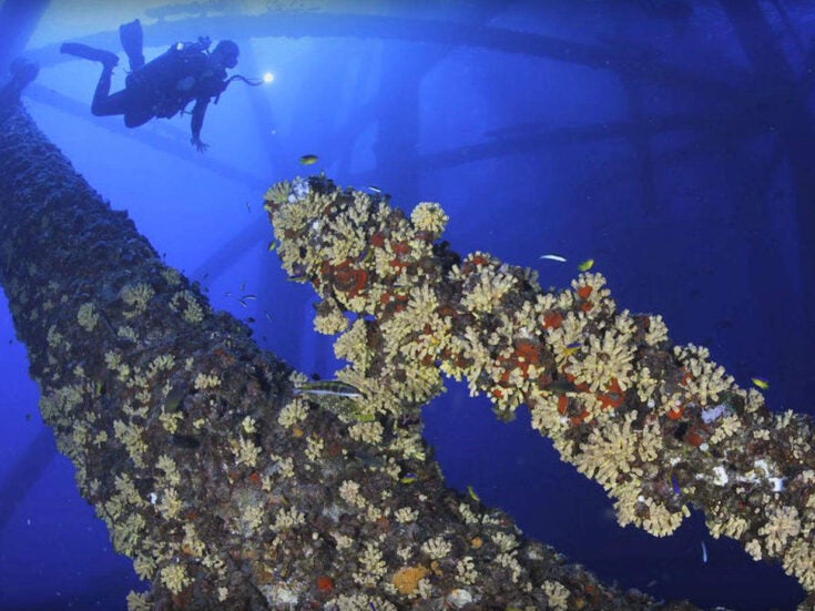 Rigs to reefs: the thriving marine life on decommissioned oil platforms