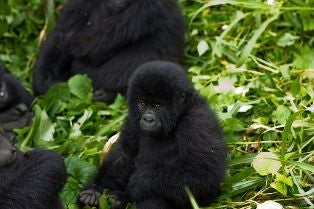 Gorilla