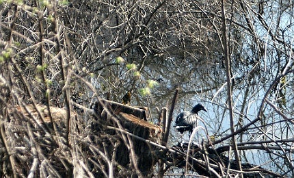 ExxonMobil Tar Sands 3