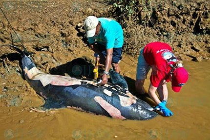Whale populations are struggling due to constant threats